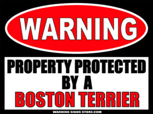 BOSTON TERRIER PROPERTY PROTECTED BY WARNING SIGN